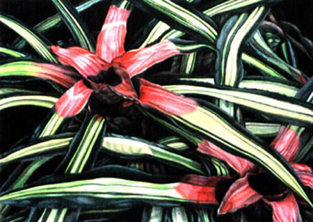 bromeliads