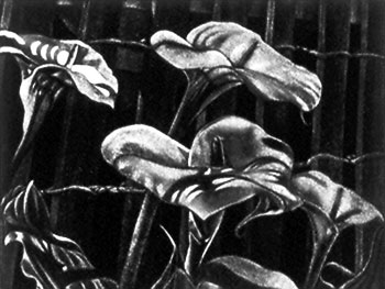 callas II