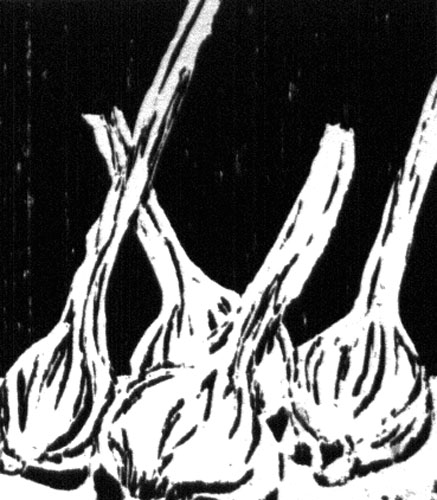 Garlic