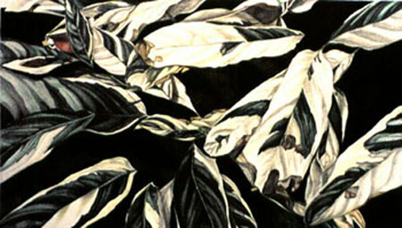 hawaiian ivy