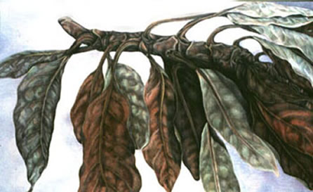 Magnolia