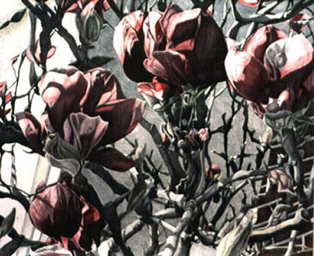 Magnolia