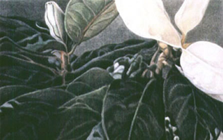 Magnolia