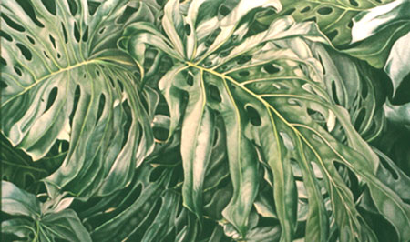 Philodendron