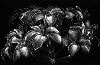 Plumeria
