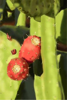 prickly pear