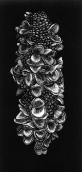 Protea