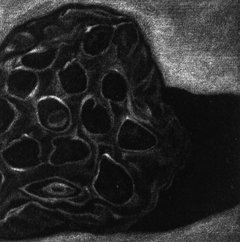 Seed