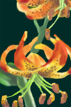 sunset lily