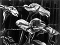 Callas