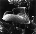 Callas