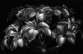 plumeria