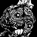 succulentXXXI