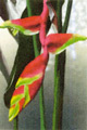 heliconia2